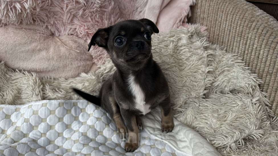 Собаки в Томске: Щенок чихуахуа мальчик г/ш Мальчик, 35 000 руб. - фото 2