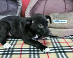 Собаки в Санкт-Петербурге: Три маленьких щеночка с короткими лапками Девочка, Бесплатно - фото 8