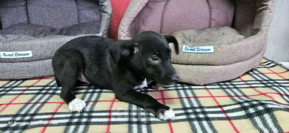 Собаки в Санкт-Петербурге: Три маленьких щеночка с короткими лапками Девочка, Бесплатно - фото 8