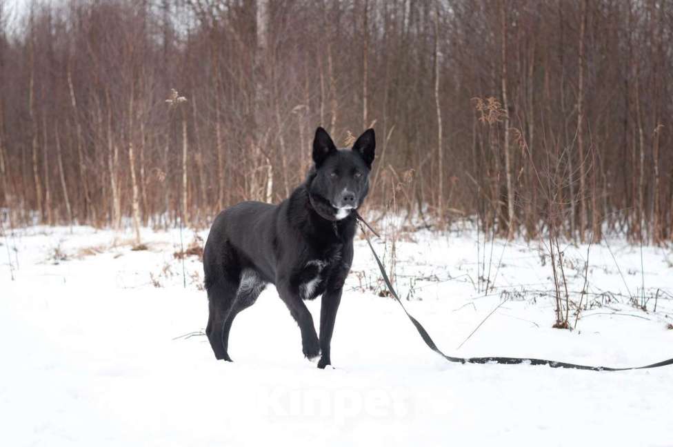 Собаки в Ногинске: Нежный Техас готов подарить сердце в обмен на любовь Мальчик, Бесплатно - фото 2