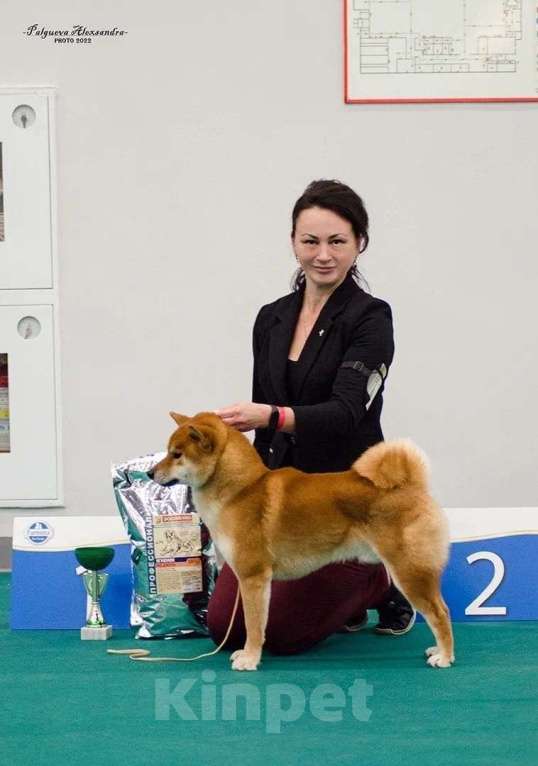 Собаки в Санкт-Петербурге: Сиба ину вязка с чемпионом Мальчик, 40 000 руб. - фото 7