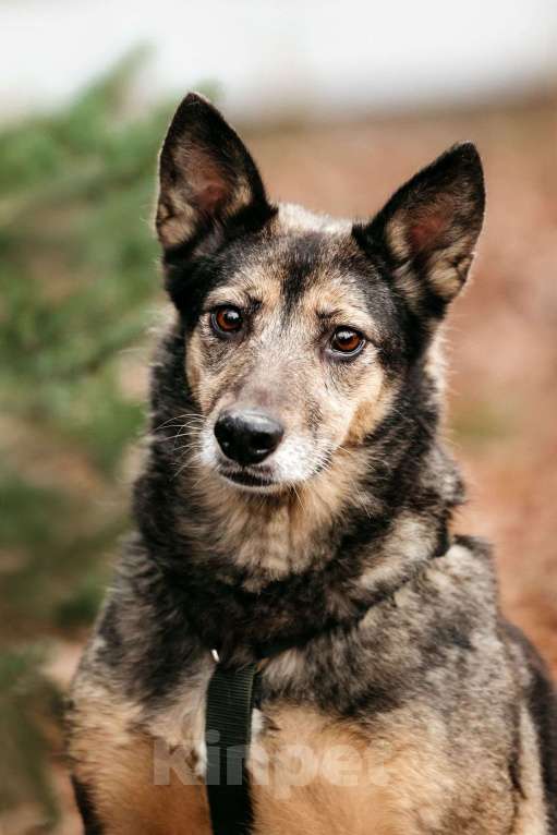 Собаки в Москве: Удивительная Текила ищет дом Девочка, Бесплатно - фото 1