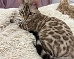 Кошки в Екатеринбурге: Чистокровная бенгальская кошечка Девочка, 65 000 руб. - фото 2