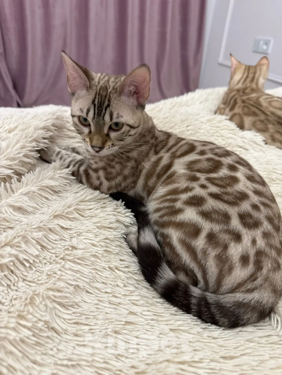 Кошки в Екатеринбурге: Чистокровная бенгальская кошечка Девочка, 65 000 руб. - фото 2