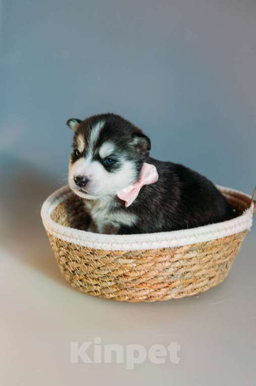 Собаки в Раменском: Хаски  Девочка, 50 000 руб. - фото 2