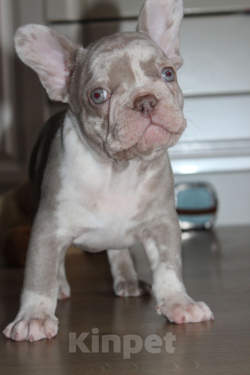 Собаки в Москве: Французский бульдог щенки Мальчик, 65 000 руб. - фото 7