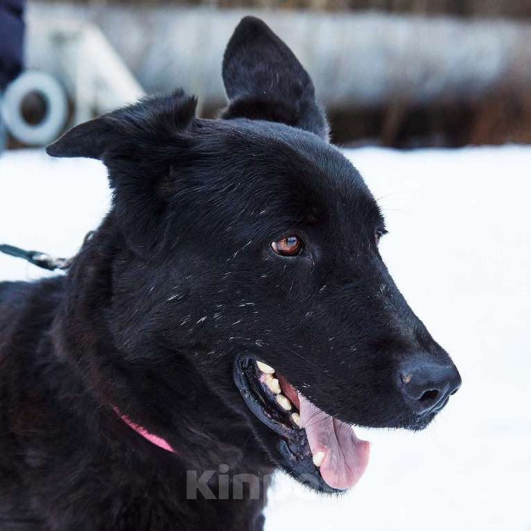 Собаки в Москве: Вьюга Девочка, Бесплатно - фото 3