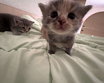 Кошки в Сарапуле: Котята Разнополые, Бесплатно - фото 1