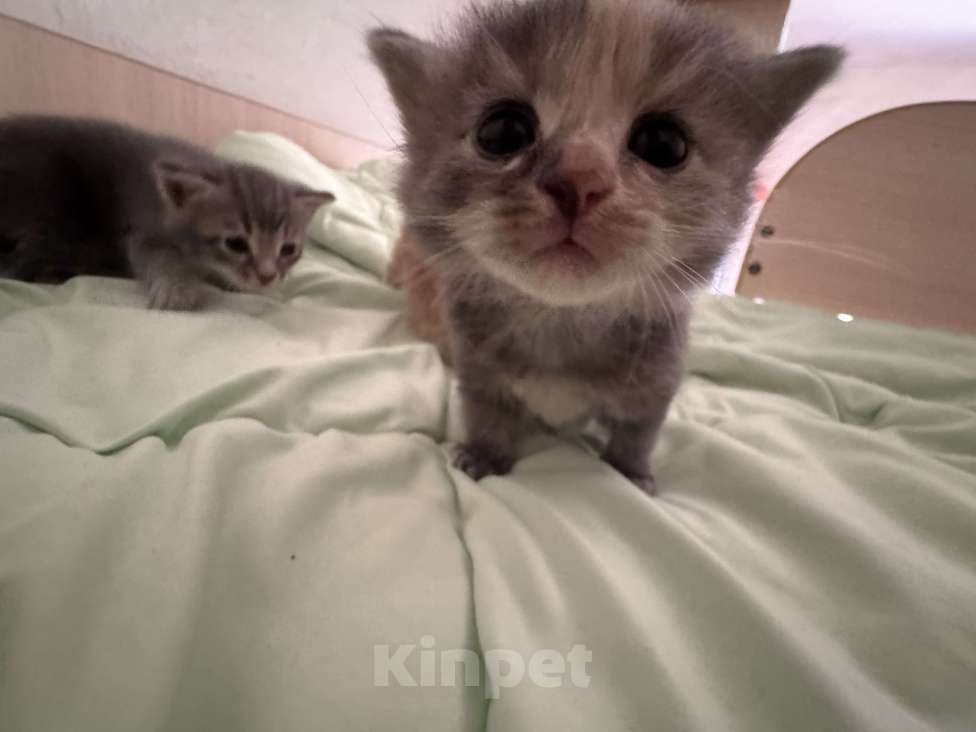 Кошки в Сарапуле: Котята Разнополые, Бесплатно - фото 1