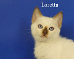 Кошки в Москве: Loretta Gamlet Девочка, 60 000 руб. - фото 1