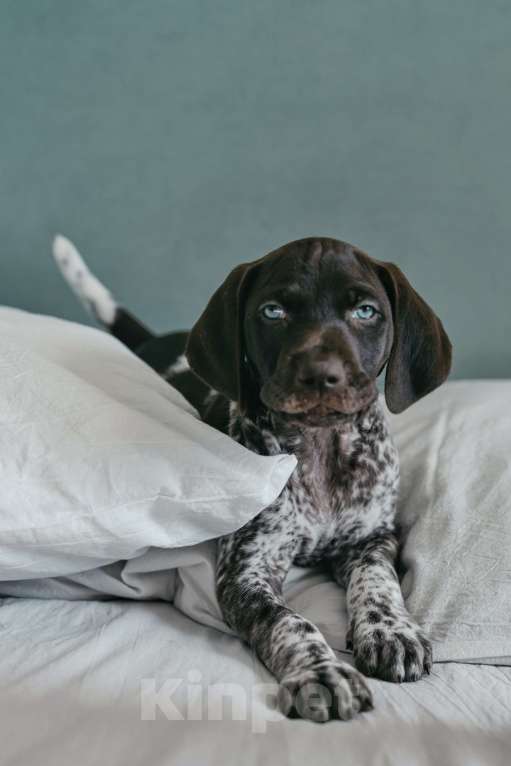 Собаки в Балашихе: Щенок курцхаара мальчик Мальчик, Бесплатно - фото 2