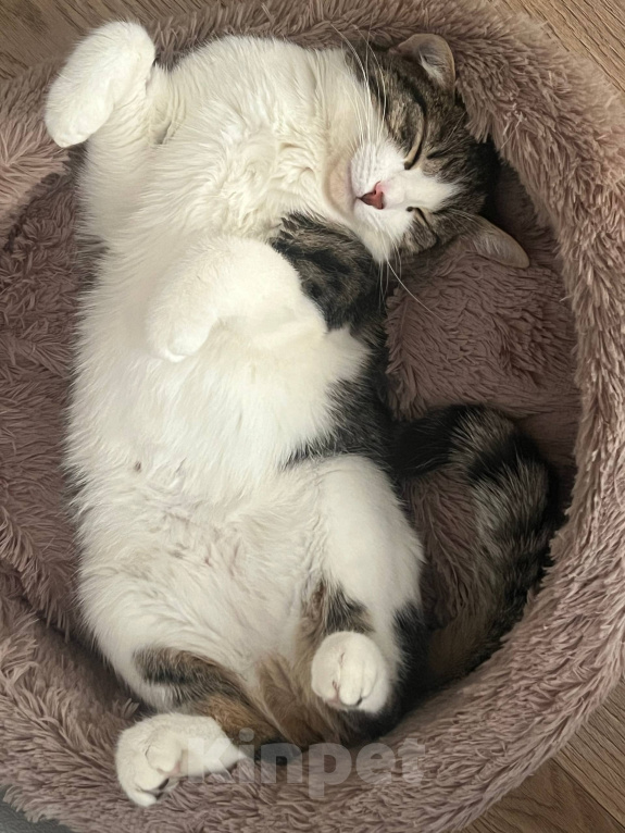 Кошки в Екатеринбурге: Кошечка Мяука ищет дом Девочка, 10 руб. - фото 3