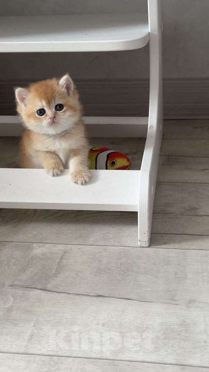 Кошки в Томске: Золотая шиншилла Девочка, 32 000 руб. - фото 7