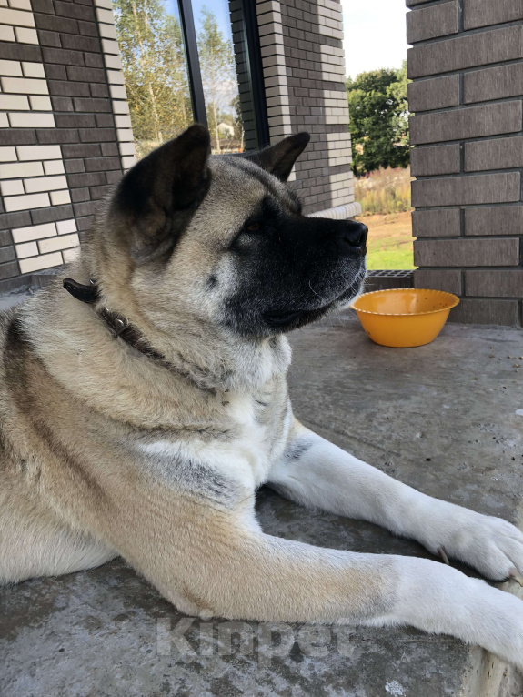 Собаки в других городах Тульской области: Потерялась собака  Девочка, 1 000 руб. - фото 4