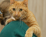 Кошки в Санкт-Петербурге: Шикарный рыжий Крашик в добрые ручки Мальчик, Бесплатно - фото 1