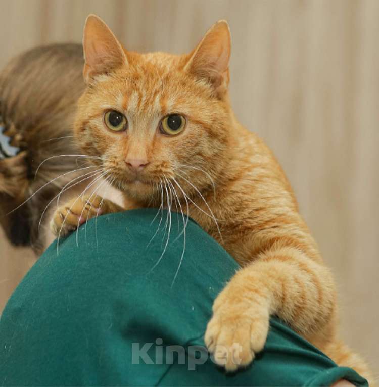 Кошки в Санкт-Петербурге: Шикарный рыжий Крашик в добрые ручки Мальчик, Бесплатно - фото 1