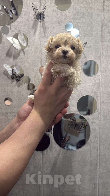 Собаки в Казани: Мальтипу F1  Девочка, 130 руб. - фото 3