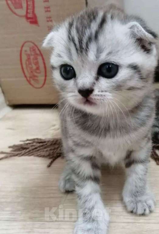 Кошки в Москве: Шотландская вислоухая  Девочка, 5 000 руб. - фото 2