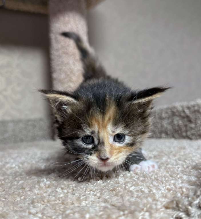 Кошки в Новосибирске: Открыто резервирование  Девочка, 80 000 руб. - фото 3