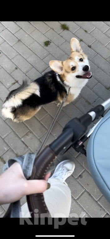 Собаки в Екатеринбурге: Вельш корги пемброк триколор Мальчик, 30 000 руб. - фото 5