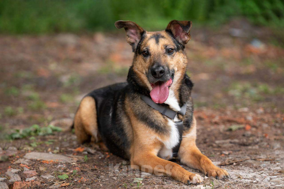 Собаки в Москве: Пес Рио ищет дом Мальчик, Бесплатно - фото 5