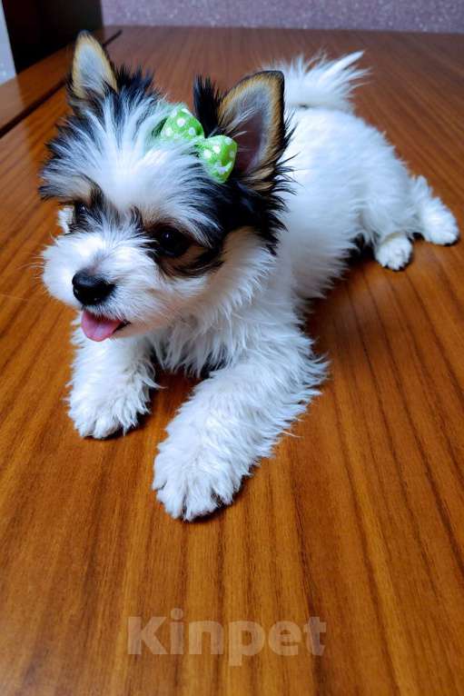 Собаки в Нижнем Новгороде: Продаётся щенок Бивер-терьера Мальчик, 50 000 руб. - фото 4