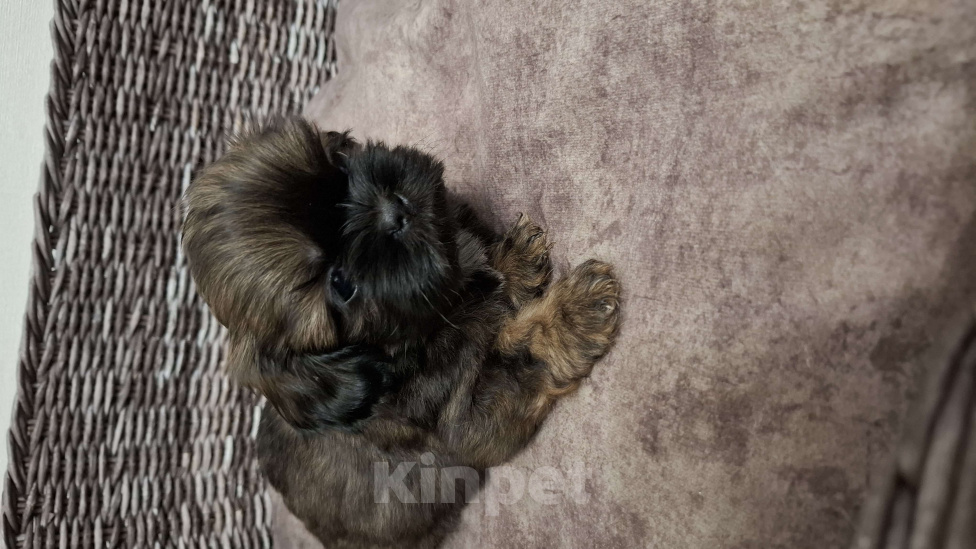 Собаки в Кропоткине: Ши-тцу Мальчик, 20 000 руб. - фото 2