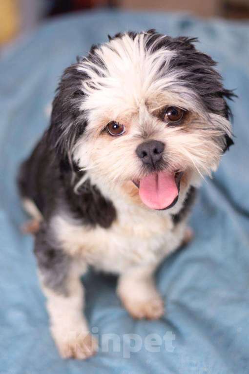 Собаки в Москве: Ши-тцу Шарик в добрые руки Мальчик, 1 руб. - фото 3