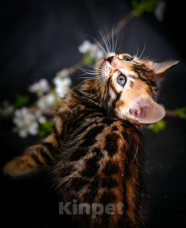 Кошки в Москве: Бенгальский котенок серебро Девочка, Бесплатно - фото 10