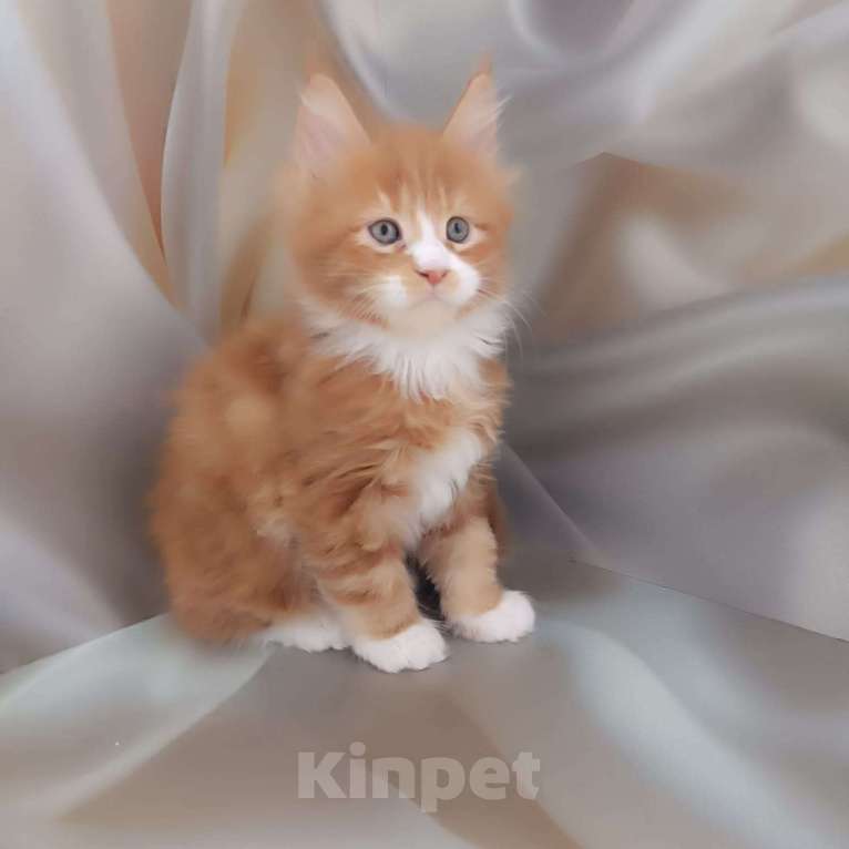 Кошки в Москве: Эльф Мальчик, 65 000 руб. - фото 2