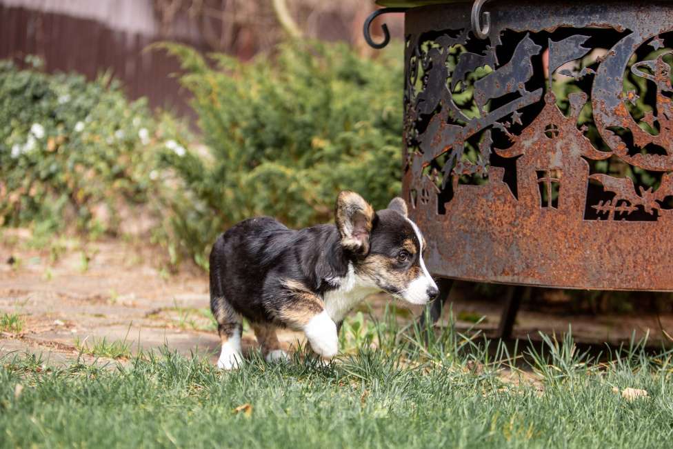 Собаки в Москве: Роскошная девчонка корги Девочка, 60 000 руб. - фото 6