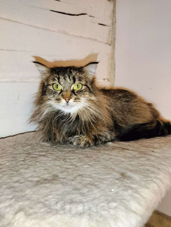 Кошки в Москве: Бывшедомашняя Пушистая Сигма мечтает вновь обрести дом Девочка, Бесплатно - фото 1