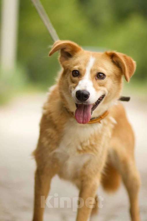 Собаки в Липецке: Ася ищет семью  Девочка, Бесплатно - фото 2