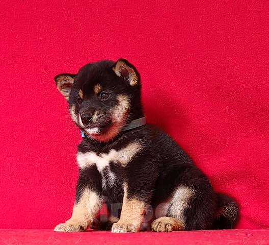 Собаки в Москве: Сиба ину. Мальчик. Мальчик, 50 000 руб. - фото 5