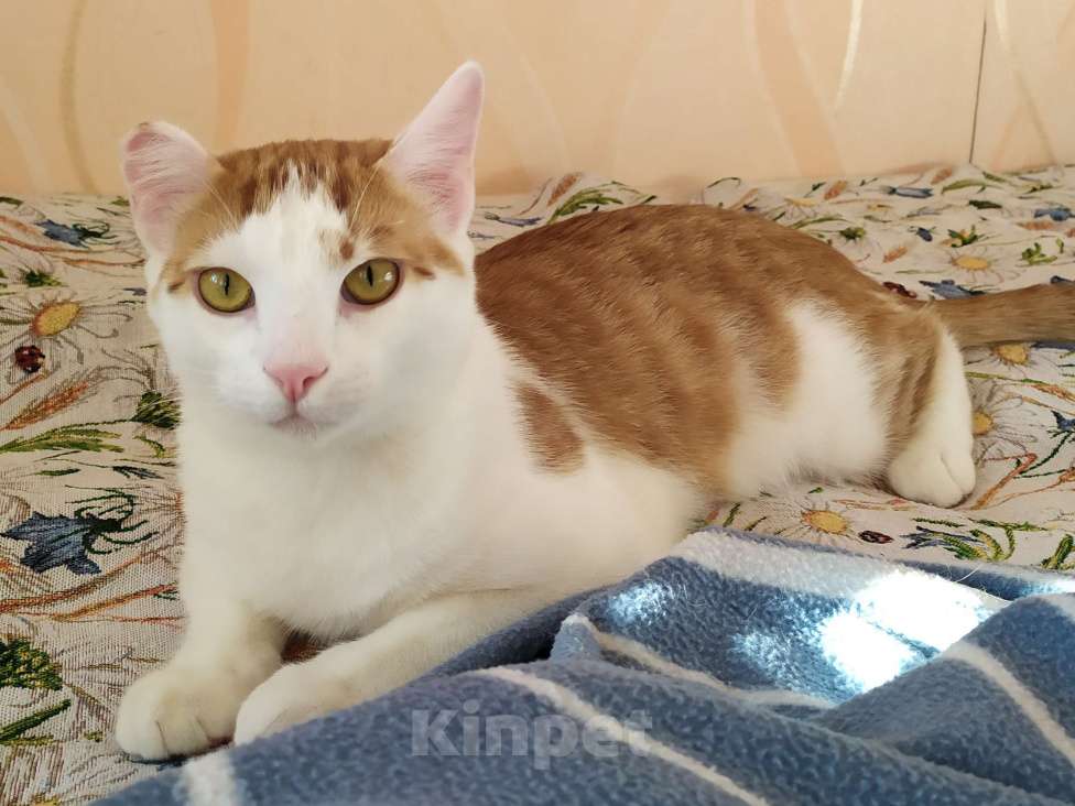 Кошки в Санкт-Петербурге: Молодой котейка Яша в добрые руки Мальчик, Бесплатно - фото 6