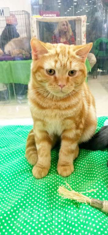 Кошки в Москве: Шотландский скоттиш страйт. Мальчик, 45 000 руб. - фото 1