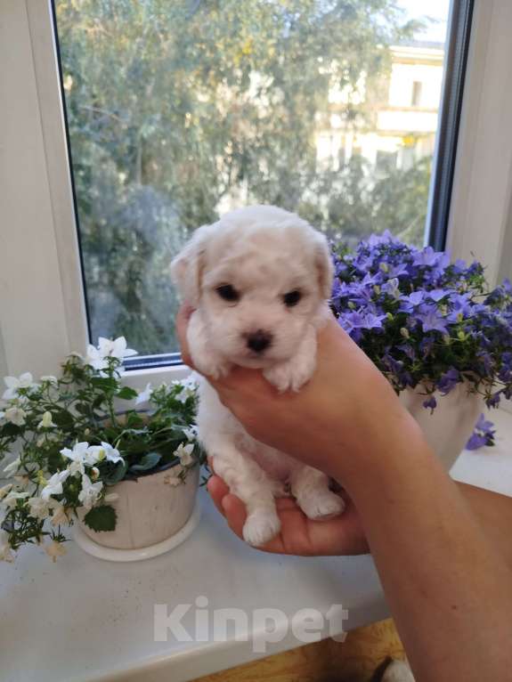 Собаки в Омске: Мальчик Мальчик, 50 000 руб. - фото 3