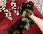 Собаки в Москве: Чёрный йорк мальчик стандарт нежный Мальчик, 40 000 руб. - фото 1