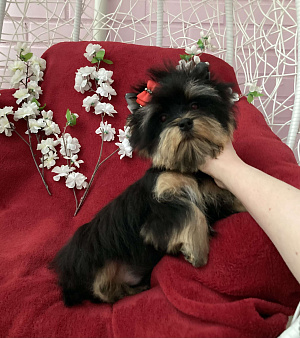 Чёрный йорк мальчик стандарт нежный