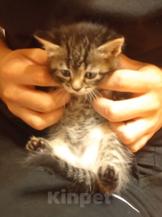 Кошки в Нижнем Тагиле: 🐱 Котята от Британской кошки 🐱 Мальчик, Бесплатно - фото 3