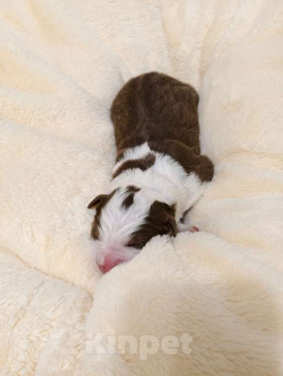 Собаки в Солнечногорске: Щенки австралийской овчарки / аусси Девочка, 100 000 руб. - фото 1