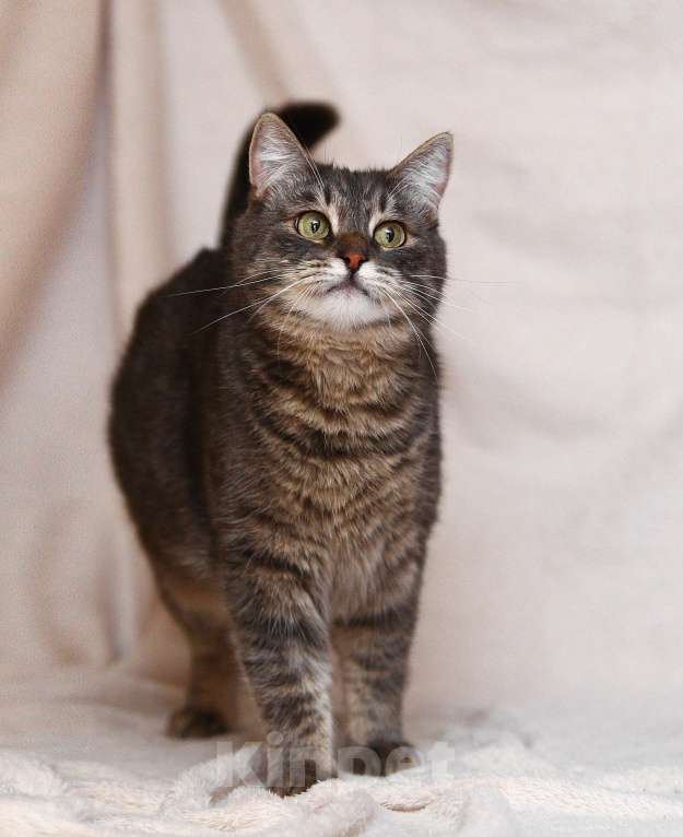 Кошки в Москве: Котоджентльмен ищет дом Мальчик, Бесплатно - фото 4