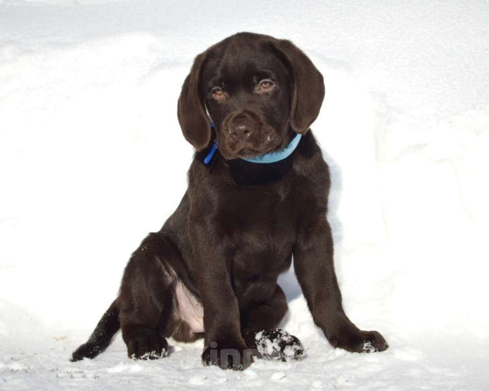 Собаки в Санкт-Петербурге: Шикарные малыши лабрадора из племенного питомника Мальчик, 70 000 руб. - фото 5