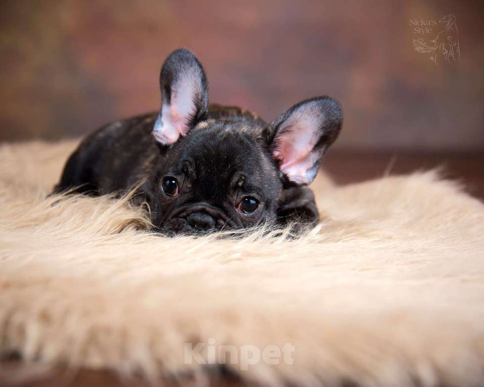 Собаки в Ростове-на-Дону: Готовы к переезду щенки французкого бульдога. Мальчик, 50 000 руб. - фото 7