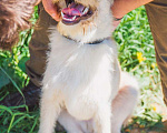 Собаки в Клине: Бэк Мальчик, Бесплатно - фото 5