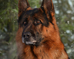 Собаки в Горном-Алтайске: Кобель немецкой овчарки Мальчик, 15 руб. - фото 3