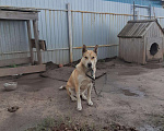 Собаки в Тюмени: Стаффорд метис собака пес, Бесплатно - фото 1
