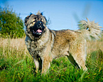 Собаки в Химках: Красивый кавказец в дар, Бесплатно - фото 5