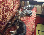 Кошки в Кувшиново: Котята мейн кун, 10 000 руб. - фото 3