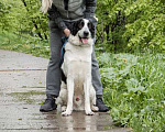 Собаки в Москве: Статный белый красавец пёс Боня в добрые руки Мальчик, 1 руб. - фото 3